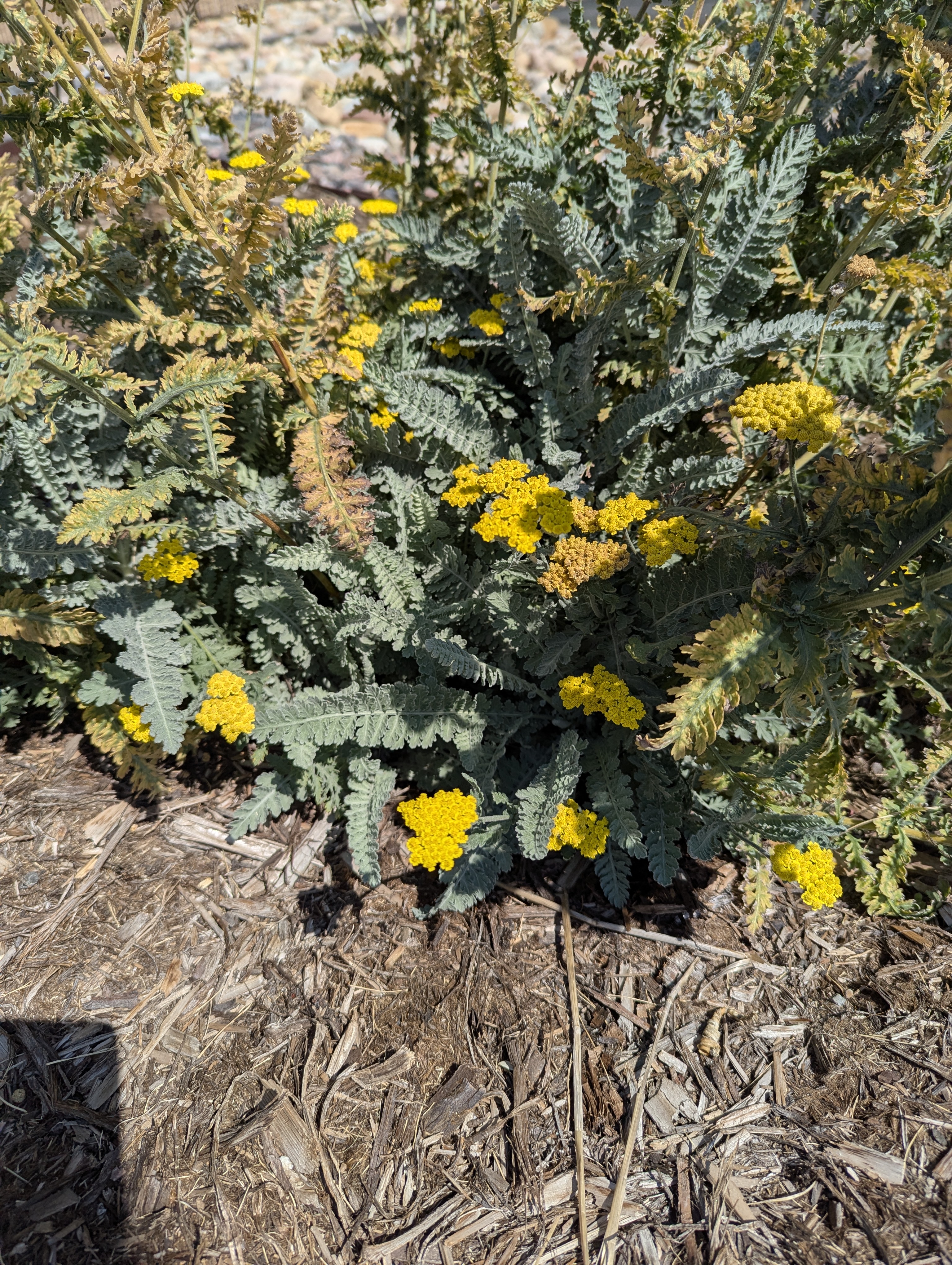 Garden, Morrison, Colorado